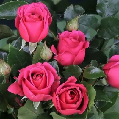 Роза ЛАВ ЛЕТТЕР флорибунда в Полоцке