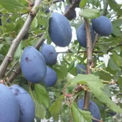 Слива ГИЛЬБЕРТ в Полоцке