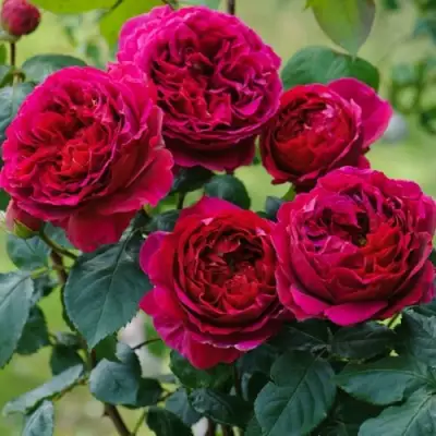 Роза КЕЙТ английская в Полоцке