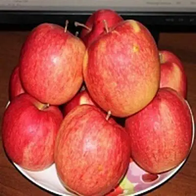 Яблоня ЛИГОЛ в Полоцке