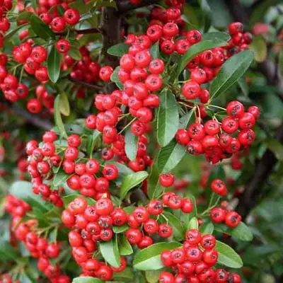 Пираканта РЕД КУИШОН в Полоцке