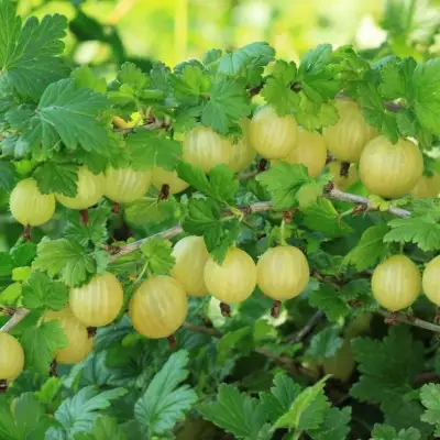 Крыжовник БЕРИЛЛ в Полоцке