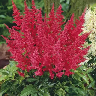 Астильба МОНТГОМЕРИ японская в Полоцке