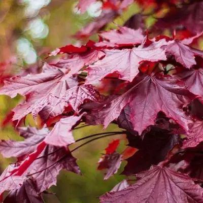 Клен РОЯЛ РЕД остролистный в Полоцке