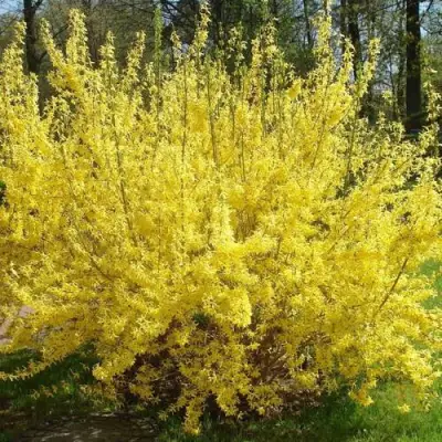 Форзиция ФОРЧУНА в Полоцке