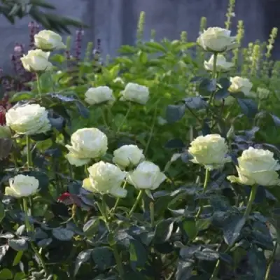 Роза ВАКАНА японская в Полоцке