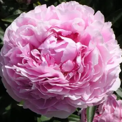 Пион ША-ЛА травянистый в Полоцке