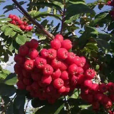 Рябина МОРАВСКАЯ сладкоплодная в Полоцке