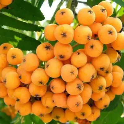 Рябина НЕВЕЖИНСКАЯ ЖЕЛТАЯ сладкоплодная в Полоцке