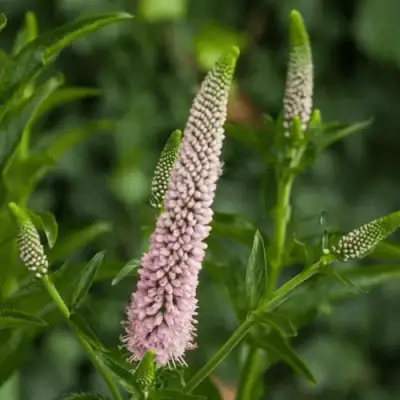Вероника ФЕСТ ЧОЙС длиннолистная в Полоцке