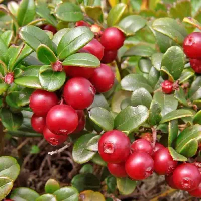 Брусника садовая АМЕРЛАНД в Полоцке