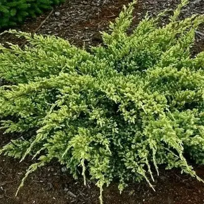Можжевельник ДРИМ ДЖОЙ чешуйчатый в Полоцке