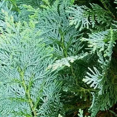 Кипарисовик КОЛУМНАРИС лавсона в Полоцке