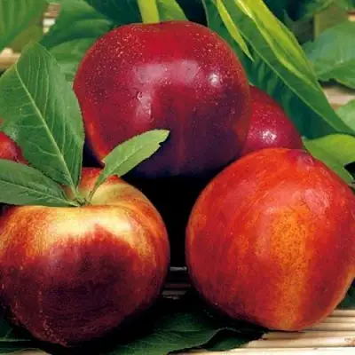 Нектарин СТАРК РЕД ГОЛД в Полоцке