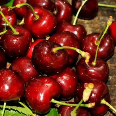 Черешня САММИТ в Полоцке