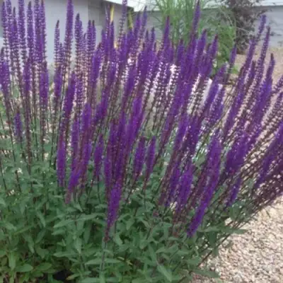 Шалфей КАРАДОНА в Полоцке