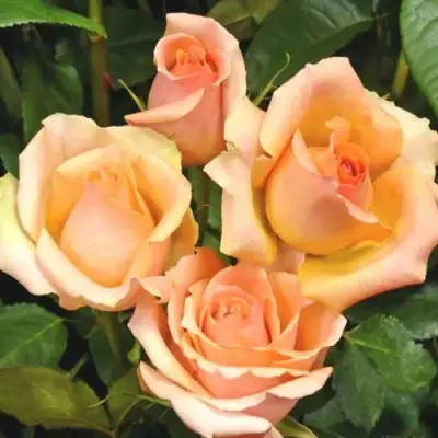 Роза ВЕРСИЛИЯ чайно-гибридная в Полоцке