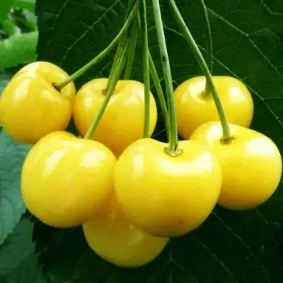 Черешня ПОДСНЕЖНИК в Полоцке