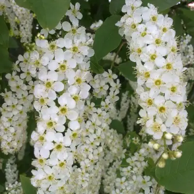 Черемуха САМОПЛОДНАЯ в Полоцке