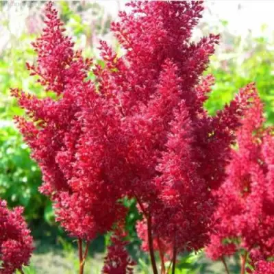 Астильба СКАЙСКРЕЙПЕР китайская в Полоцке