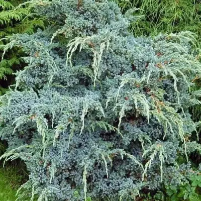Можжевельник БЛЮ АЛЬПС китайский  в Полоцке