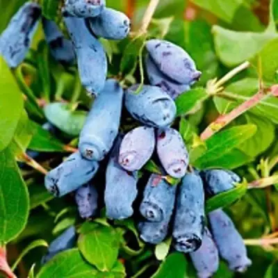 Жимолость съедобная БАКЧАРСКИЙ ВЕЛИКАН в Полоцке