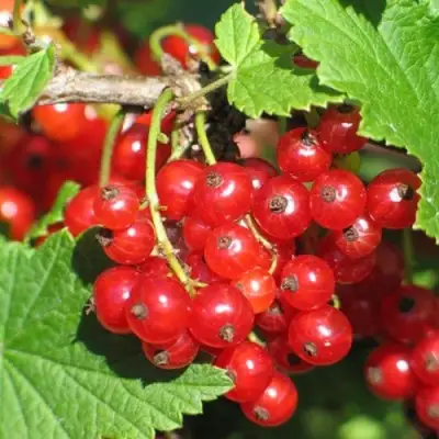 Смородина красная РАЧКОВСКАЯ в Полоцке