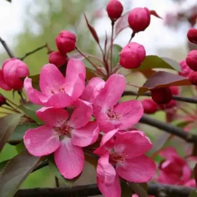 Яблоня РУДОЛЬФ декоративная  в Полоцке