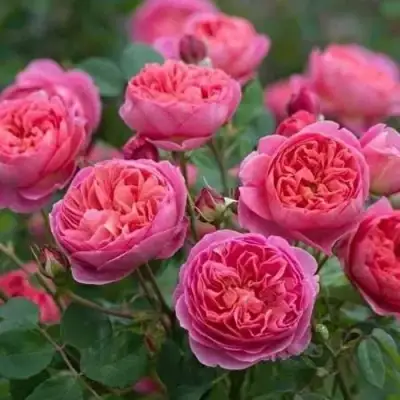 Роза БЕНДЖАМИН БРИТТЕН шраб в Полоцке