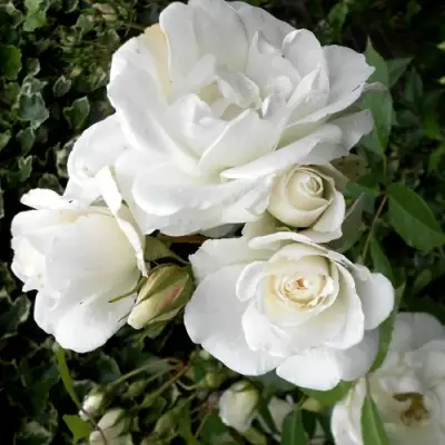 Роза АЙСБЕРГ флорибунда в Полоцке