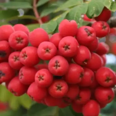 Рябина АЛАЯ КРУПНАЯ сладкоплодная в Полоцке