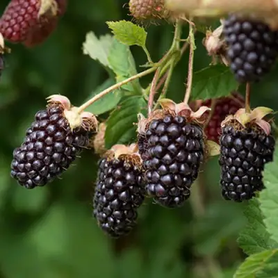 Ежемалина БОЙСЕНБЕРРИ в Полоцке