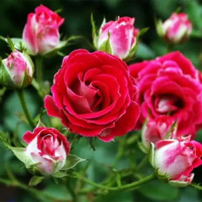 Роза ШОНЕ КОБЛЕНЦЕРИН флорибунда в Полоцке