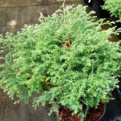 Кипарисовик СКВАРРОЗА горохоплодный в Полоцке