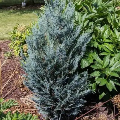 Кипарисовик ДАРТС БЛЮ РИББОН лавсона в Полоцке