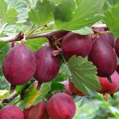 Крыжовник ХИННОМАКИ РОТ в Полоцке