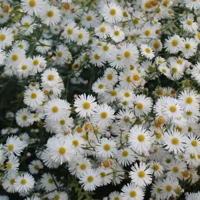 Болтония СНОУБЭНК в Полоцке