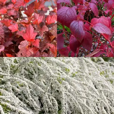 Комплект ЖИВАЯ ИЗГОРОДЬ в Полоцке