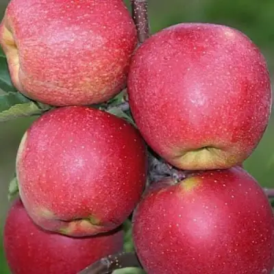 Яблоня ЧЕМПИОН в Полоцке