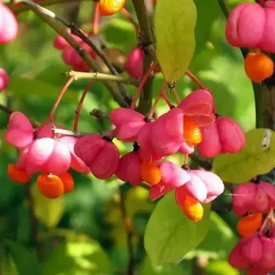 Бересклет ЕВРОПЕЙСКИЙ в Полоцке