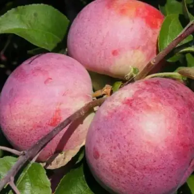 Яблоня БЕЛОРУССКОЕ МАЛИНОВОЕ в Полоцке