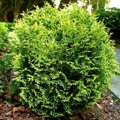 Туя ВОТЕРФИЛД западная в Полоцке