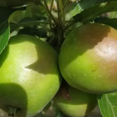 Яблоня ПАМЯТЬ СИКОРЫ в Полоцке