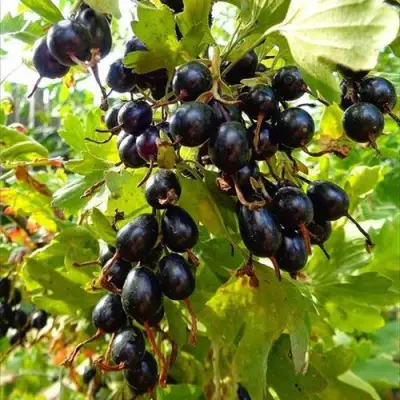 Смородина золотистая ОВАЛЬНАЯ в Полоцке