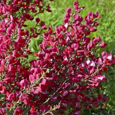 Ракитник БОСКОП РУБИ  в Полоцке