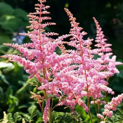 Астильба ЭДЕНС ОДИССЕЙ Арендса в Полоцке