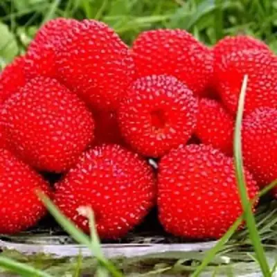 Малина ТИБЕТСКАЯ (РОЗОЛИСТНАЯ) в Полоцке