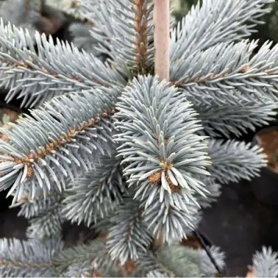 Ель РОЯЛ БЛЮ колючая  в Полоцке