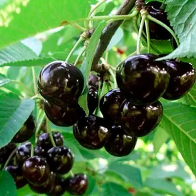 Черешня МУСКАТНАЯ в Полоцке