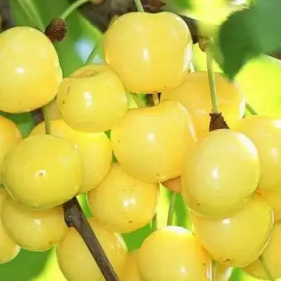 Черешня РОССОШАНСКАЯ ЗОЛОТАЯ в Полоцке